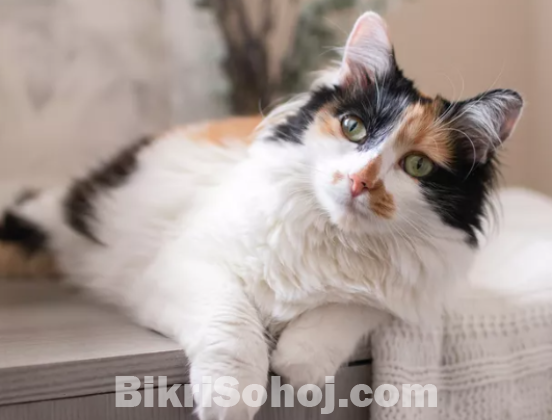 Persian calico female cat